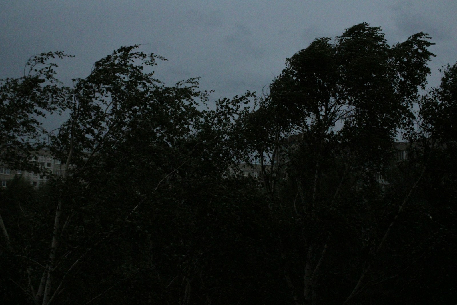 a view of a building through the trees at night